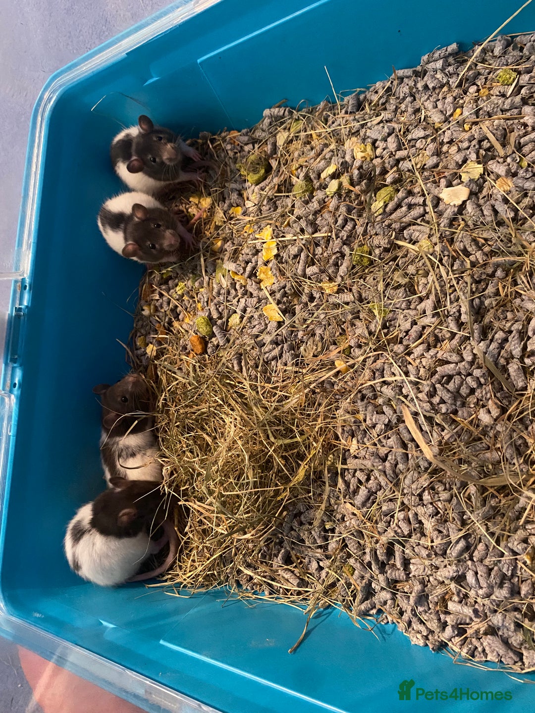 Rat rodents for sale: Rat pups  - Image 3