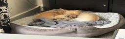 Chihuahua dogs for sale: 2 beautiful pups for sale.  - Advert 3