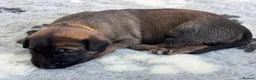 Belgian Shepherd Dog dogs for sale: Belgian Malinois Puppies - Advert 11