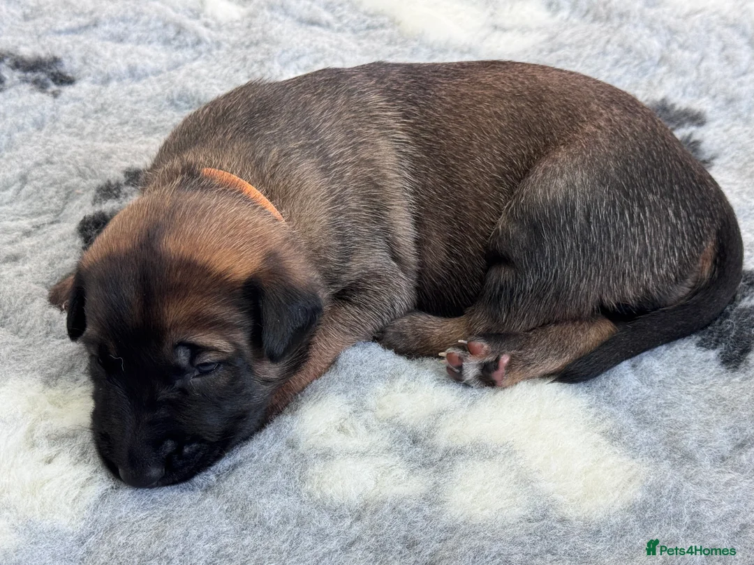Belgian Shepherd Dog dogs for sale: Belgian Malinois Puppies - Advert 11