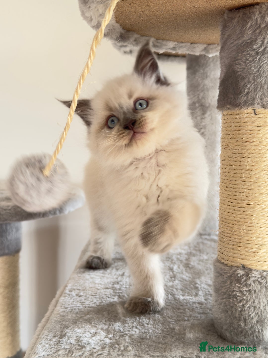 Ragdoll cats for sale: Ragdoll x maine coon kittens for sale  - Image 3