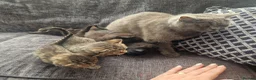 British Shorthair cats for sale: Lovely kittens - Advert 24