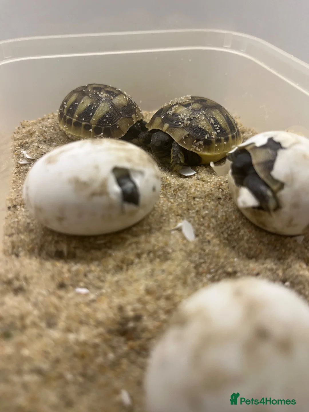 Tortoise reptiles for sale: Testudo Hermanni tortoises for sale-3 months old  - Advert 2