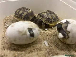 Tortoise reptiles Testudo Hermanni tortoises for sale-3 months old - Advert 2