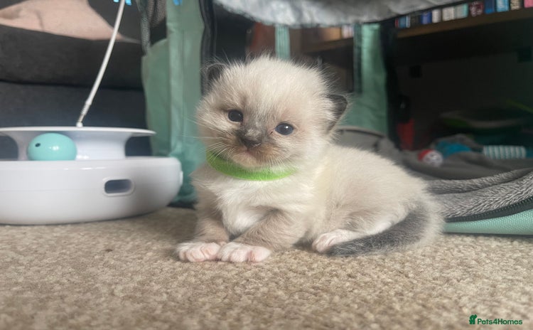 Ragdoll cats - Advert 4