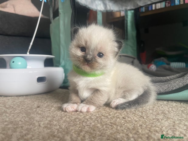 Ragdoll cats - Advert 4