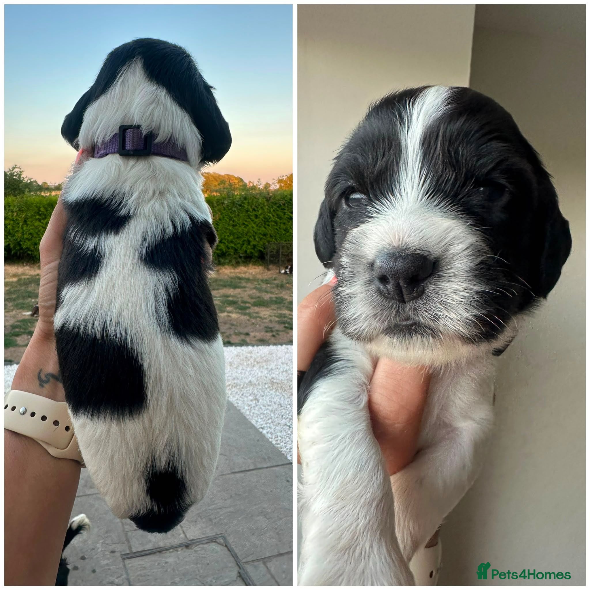 English Springer Spaniel dogs Gorgeous KC Reg Springer Spaniel Pups  - Advert 1