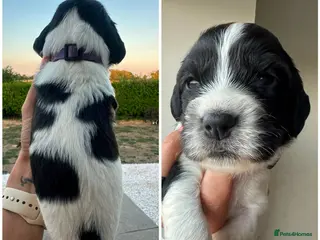 English Springer Spaniel dogs Gorgeous KC Reg Springer Spaniel Pups - Advert 1
