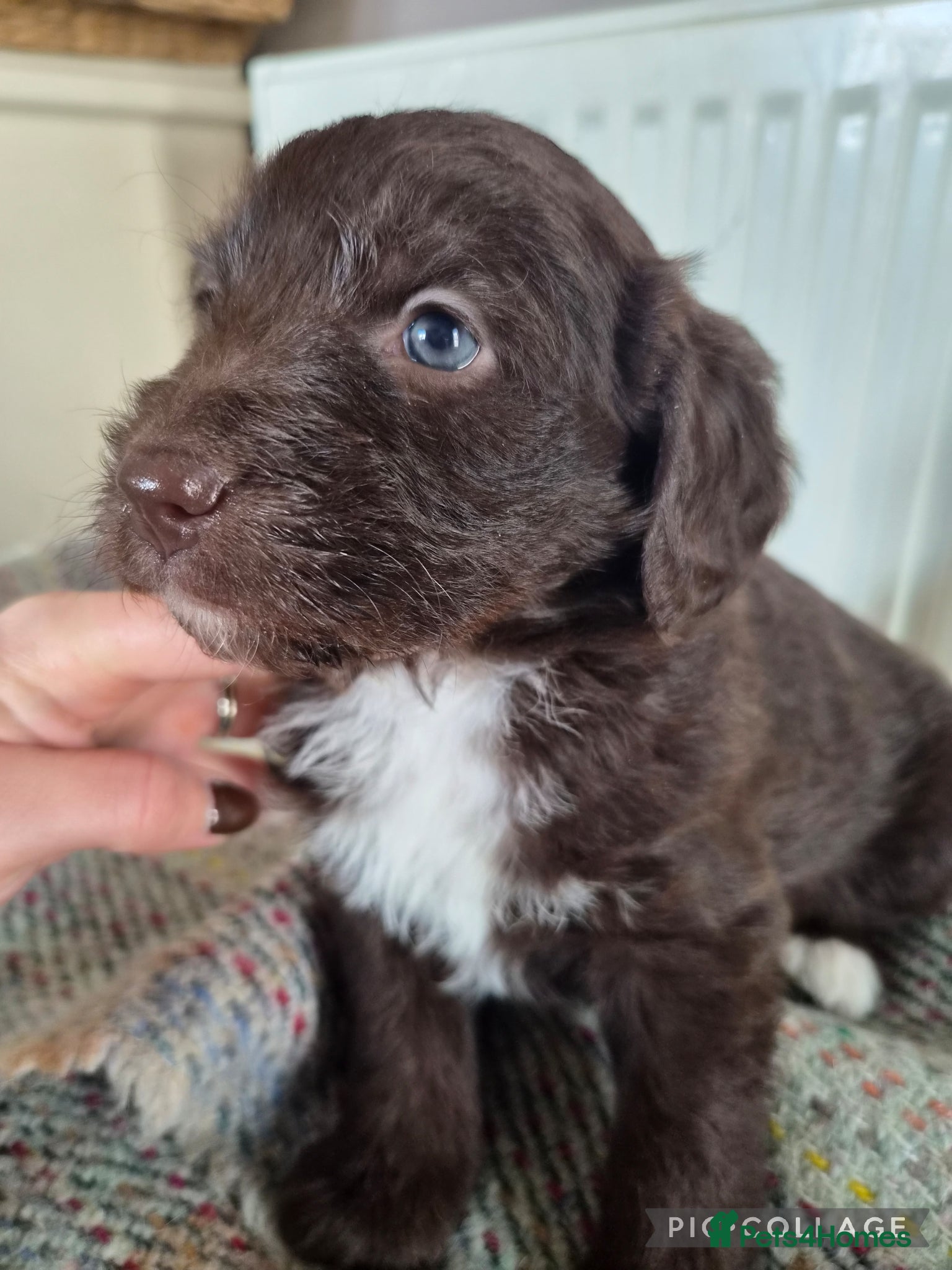 Bordoodle dogs Outstanding Bordoodles (collie x poodle) - Advert 4