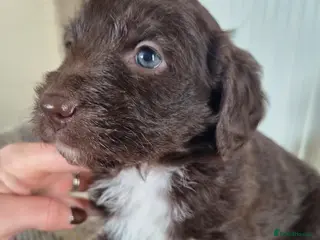 Bordoodle dogs Outstanding Bordoodles (collie x poodle) - Advert 4