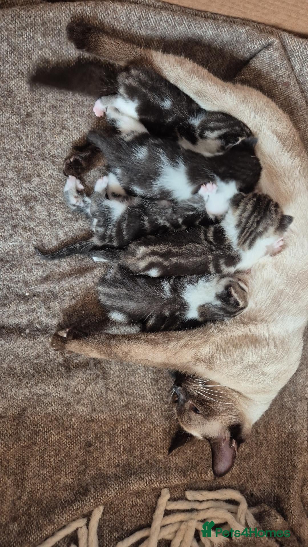 Mixed Breed cats Amazing family kittens - Advert 15