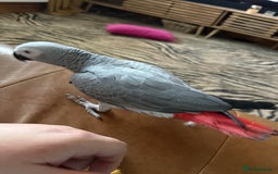 Parrots birds for sale: African Grey  - Advert 1