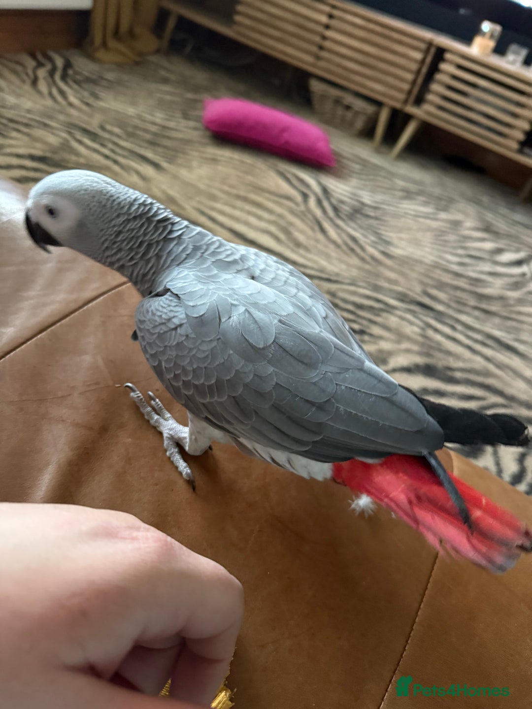 Parrots birds for sale: African Grey  - Advert 1