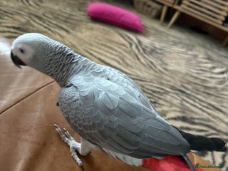 Parrots birds African Grey - Advert 12