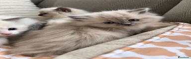 Ragdoll 3