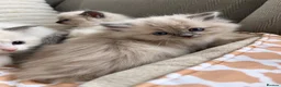 Ragdoll cats for sale: Gorgeous Ragdoll kittens  - Advert 10