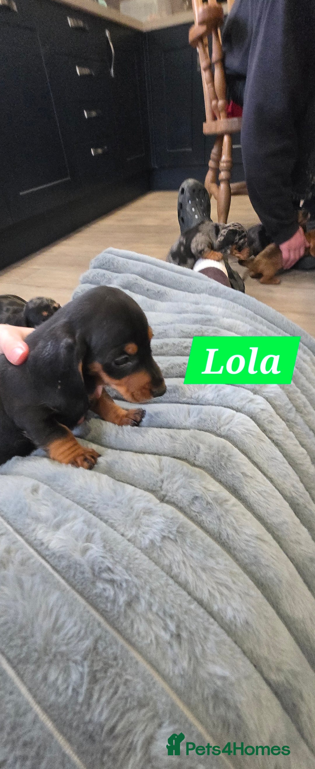 Dachshund dogs for sale: Beautiful Daxis - Advert 30