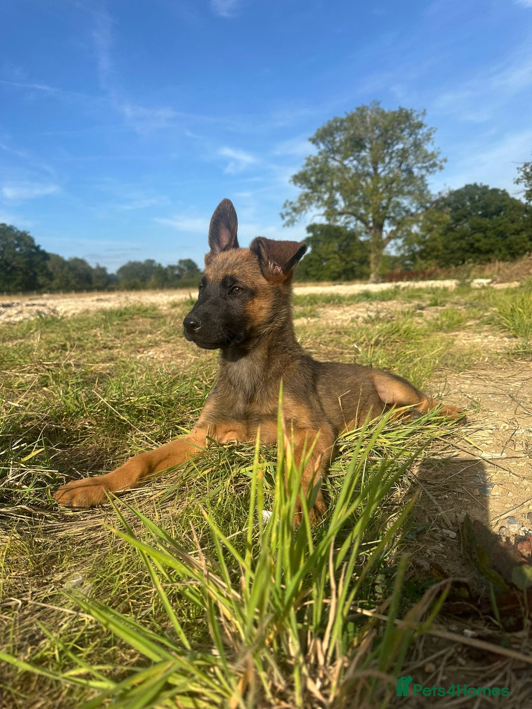 Mixed Breed dogs for sale: German shepherd x Belgian shepherd puppies - Image 5