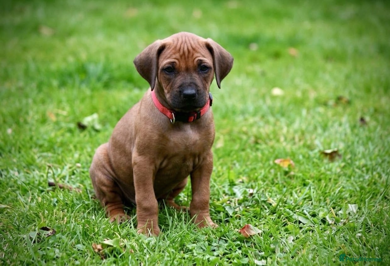 Rhodesian Ridgeback dogs Masterpiece Litter: South African & European Lines - Advert 2