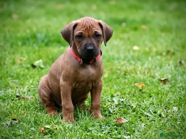 Rhodesian Ridgeback dogs for sale: Masterpiece Litter: South African & European Lines - Advert 2