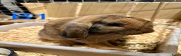 Mini Lop rabbits for sale: Beautiful Mini Lop Bunnies  - Advert 2