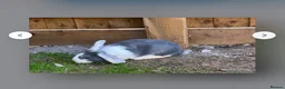 Mixed Breed rabbits for sale: White Rabbit Looking for a Loving Home 🏡 - Advert 4