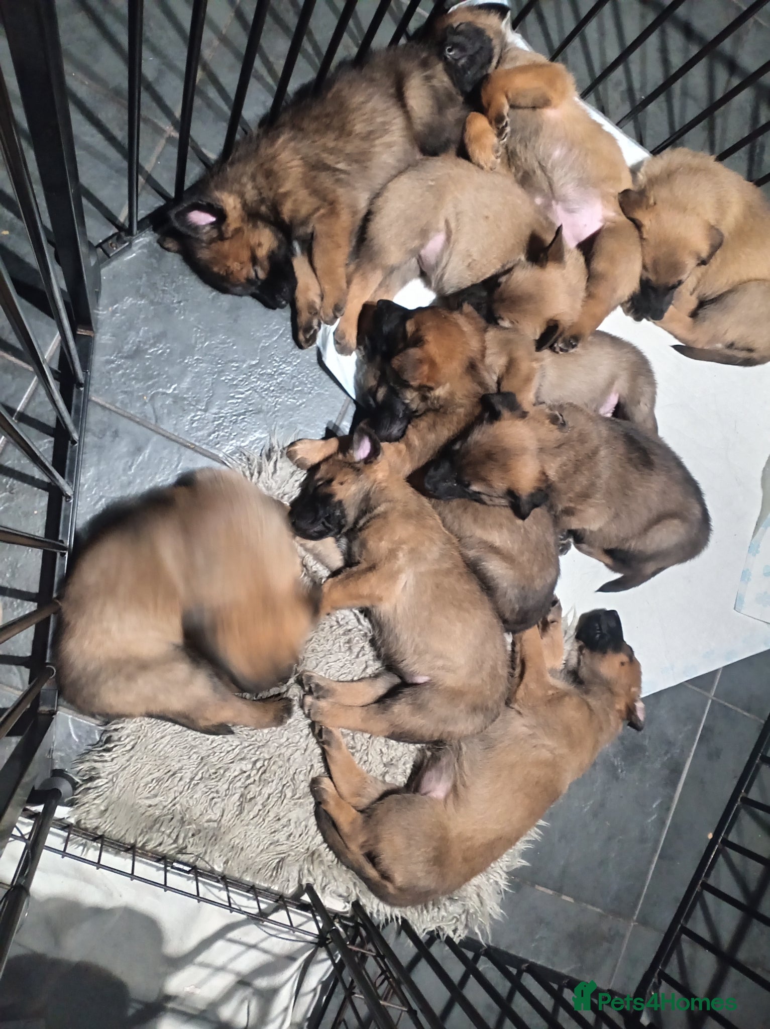 Belgian Shepherd Dog dogs for sale: Belgium malinois puppies 7 weeks old - Advert 3