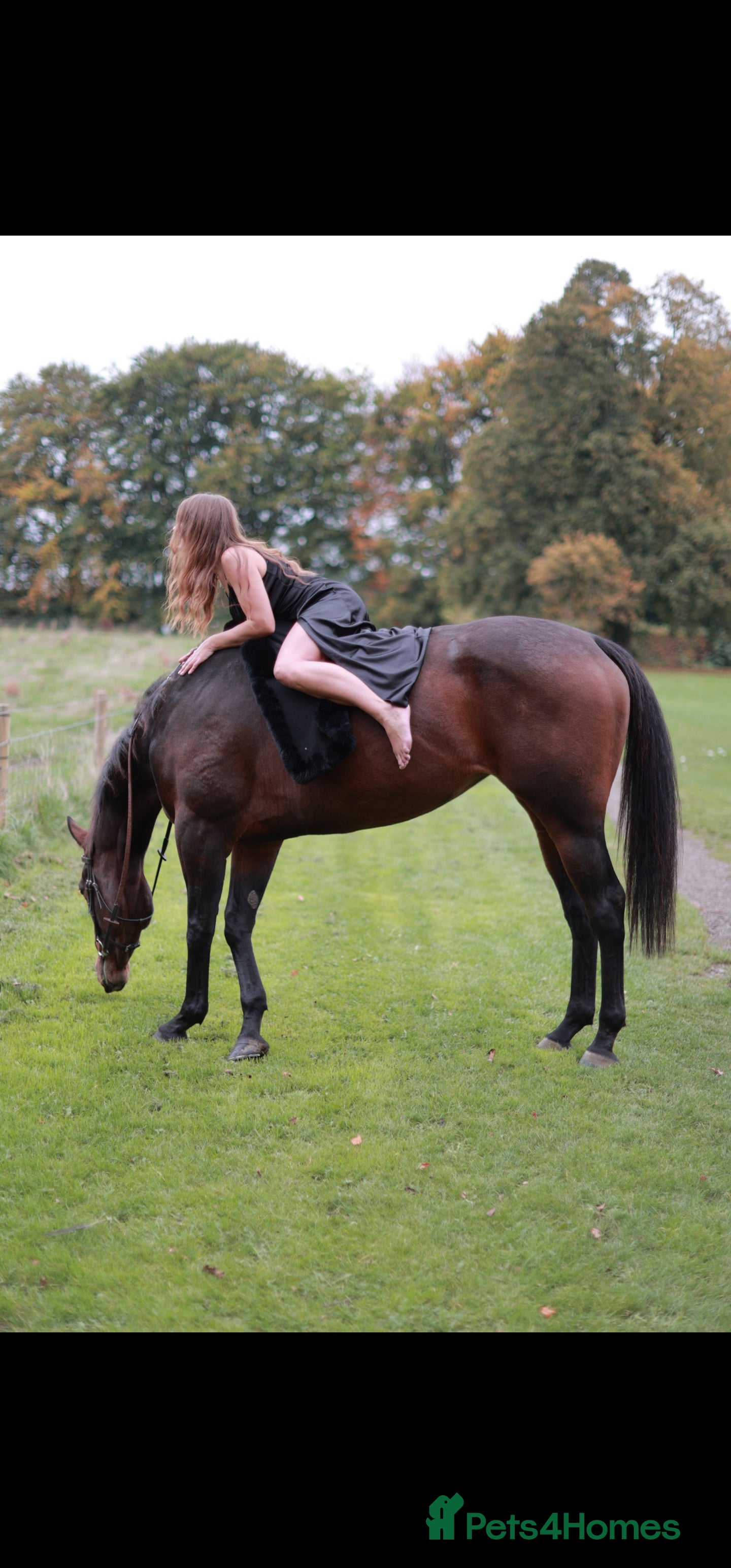 English Thoroughbred horses TB mare for sale, 16.2 hh, 7 years old - Advert 1