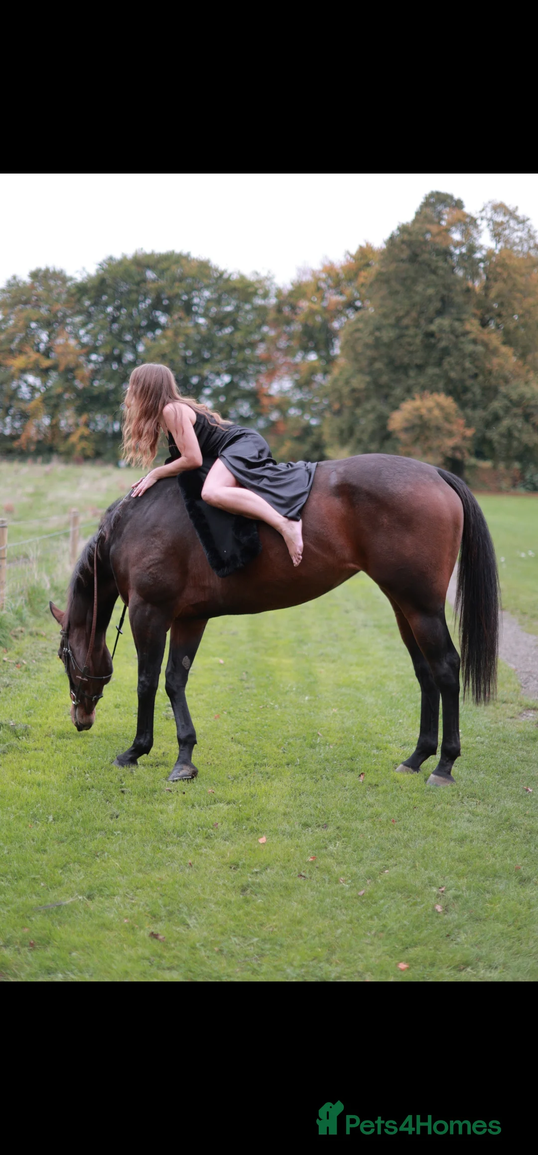 English Thoroughbred horses for sale: TB mare for sale, 16.2 hh, 7 years old - Advert 2