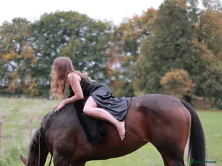 English Thoroughbred horses TB mare for sale, 16.2 hh, 7 years old - Advert 2