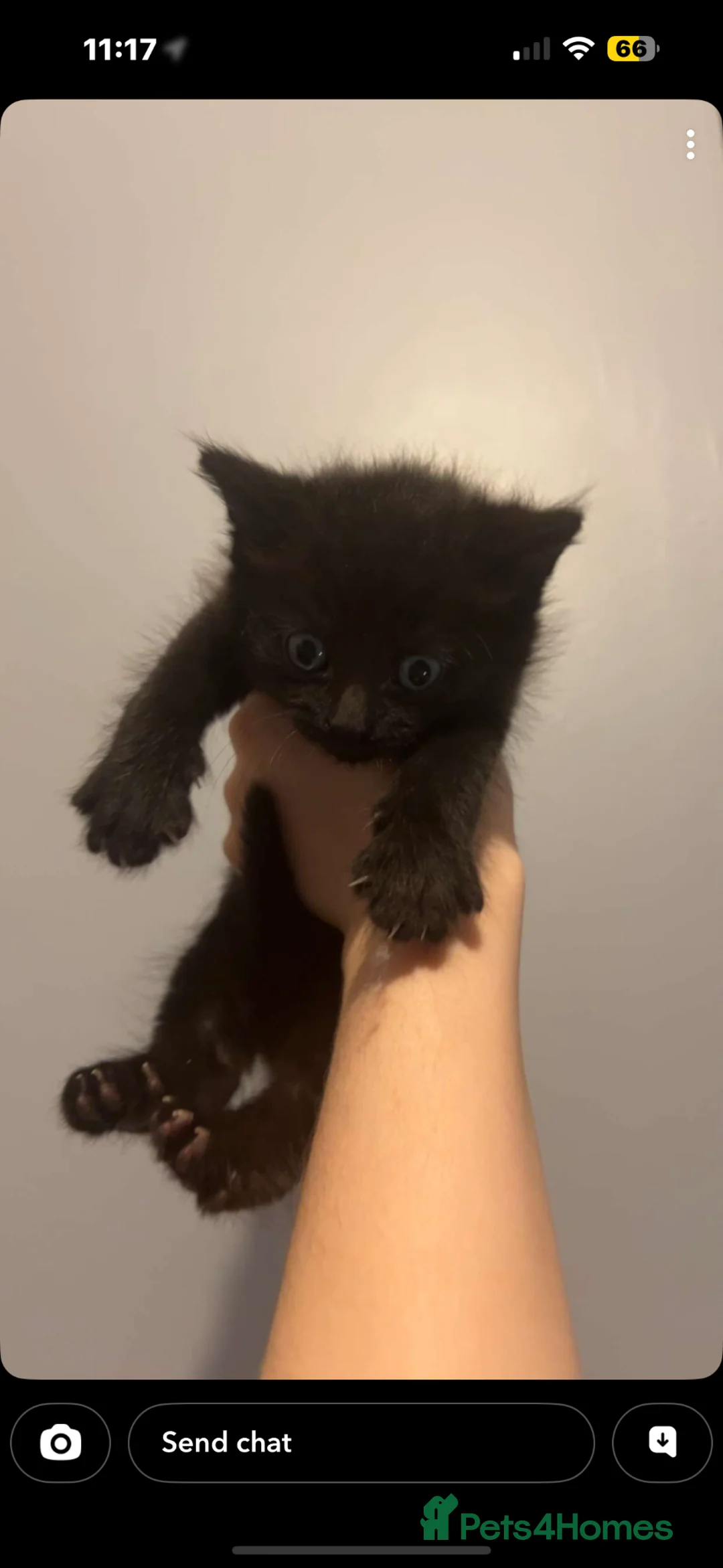 Mixed Breed cats for sale: 3 beautiful black fluffy kittens for sale.  - Advert 8