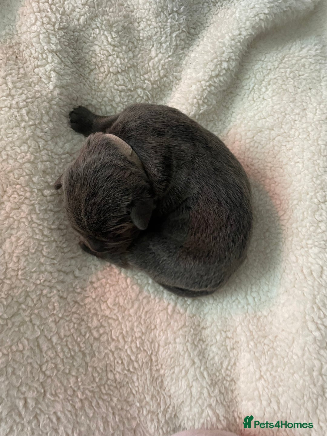 Cane Corso dogs for sale: Harlequin cane corso x pedigree cane corso puppies - Advert 33