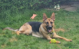 German Shepherd dogs for sale: German shepherd dog - Image 1
