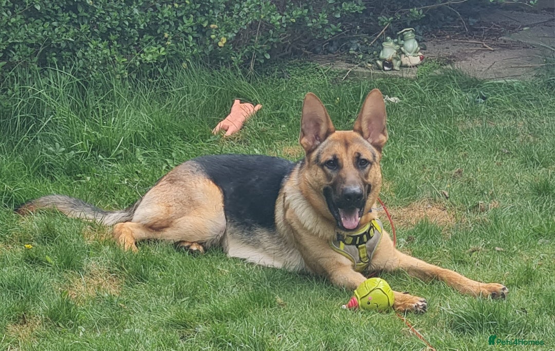 German Shepherd dogs for sale: German shepherd dog - Image 1