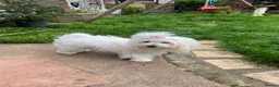 Maltese dogs for sale: ✨Korean Maltese Puppies ✨ - Advert 2