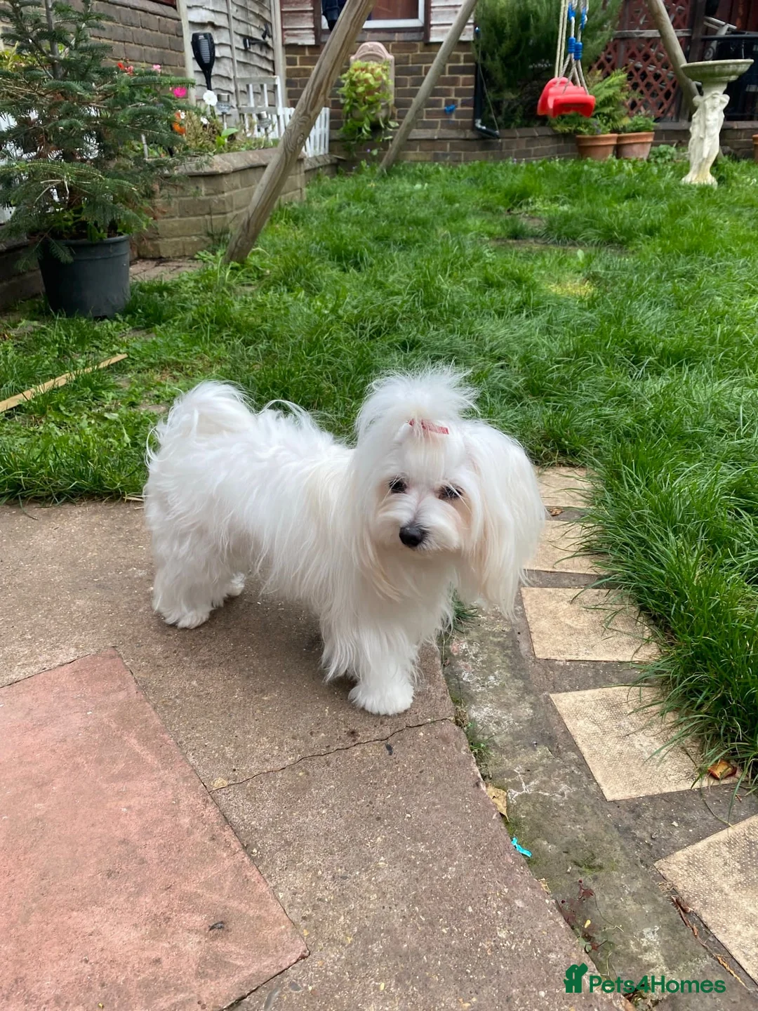 Maltese dogs for sale: ✨Korean Maltese Puppies ✨ - Advert 2