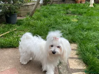 Maltese dogs ✨Korean Maltese Puppies ✨ - Advert 7