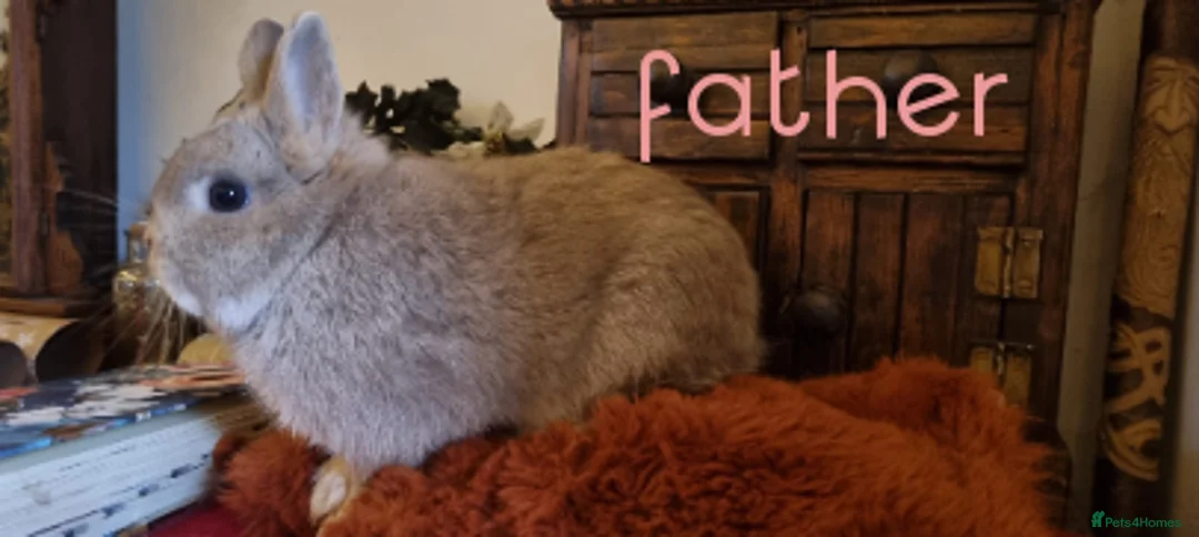 Netherland Dwarf rabbits for sale: Baby Pure Bred Netherland Dwarf - Agouti Female - Advert 9