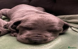 Mixed Breed dogs for sale: STUNNING MASTIFF/GREAT DANE PUPPIES - Advert 6