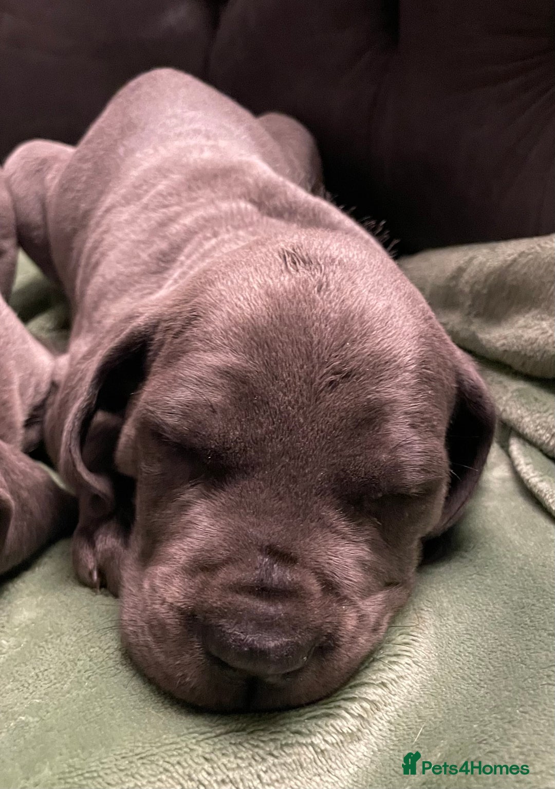 Mixed Breed dogs for sale: STUNNING MASTIFF/GREAT DANE PUPPIES - Advert 6