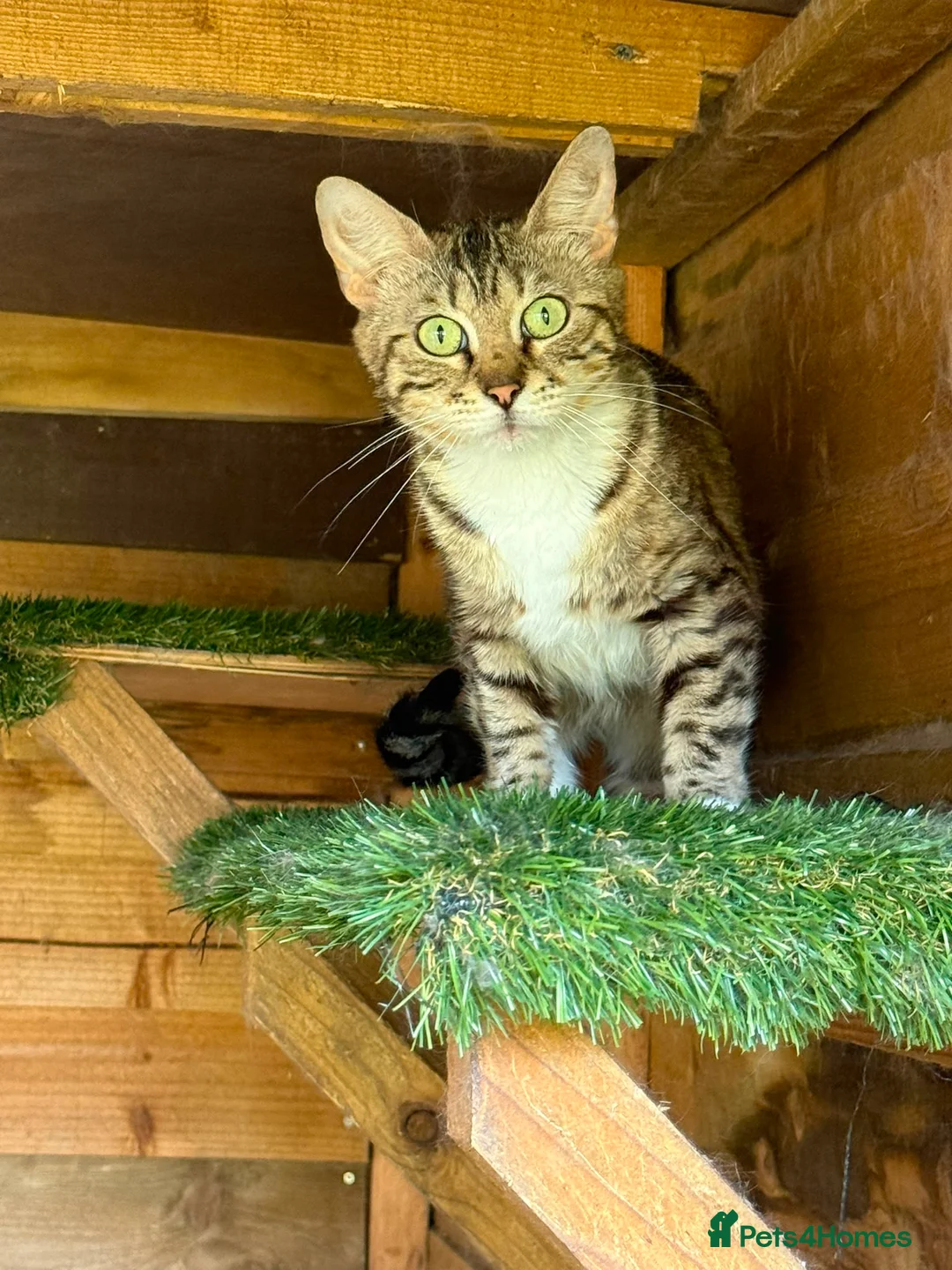 Mixed Breed cats for sale: Adult mixed breed  - Advert 5
