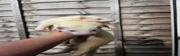 Ferret rodents for sale: 2 albino jills  - Advert 21