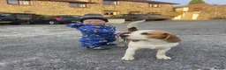 Beagle dogs for sale: Chunky friendly beagles  - Advert 24