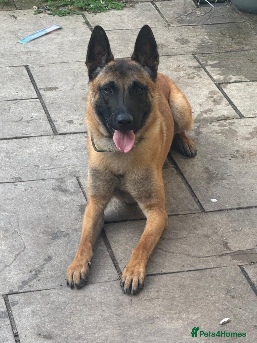 Belgian Shepherd Dog dogs for sale: Belgian Malinois - Image 1
