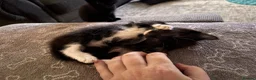 Mixed Breed cats for sale: Most loveable kittens  in Nottingham - Advert 13