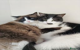 Mixed Breed cats for sale: Hella and Loki - Image 18