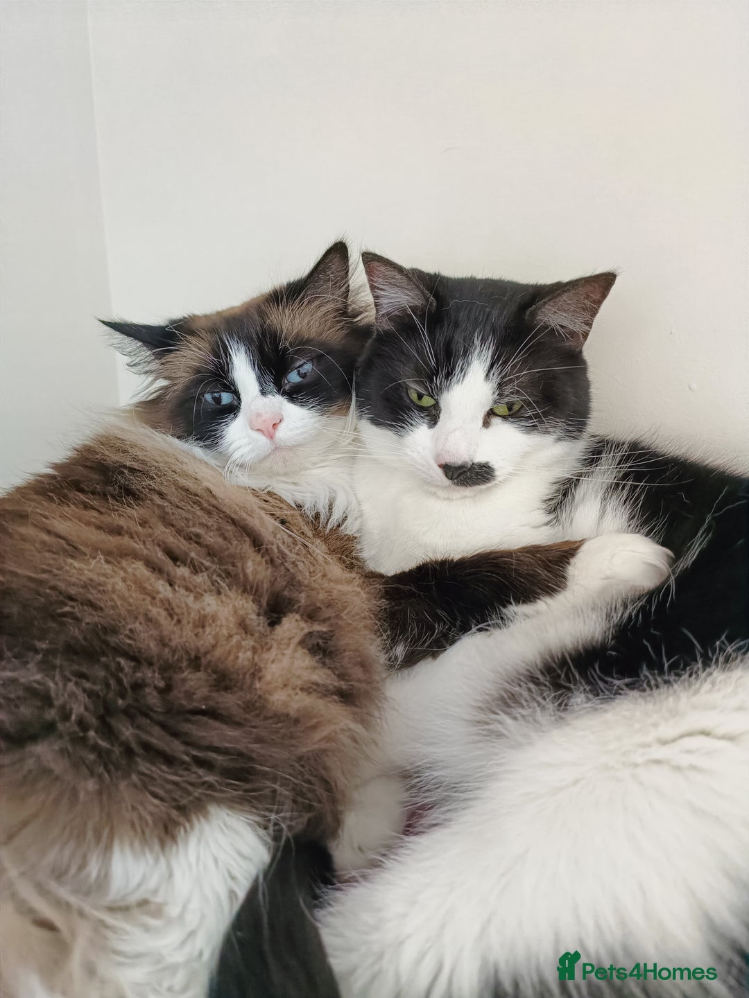 Mixed Breed cats for sale: Hella and Loki - Image 18