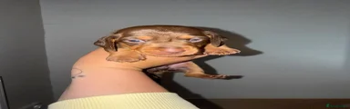 Dachshund 4