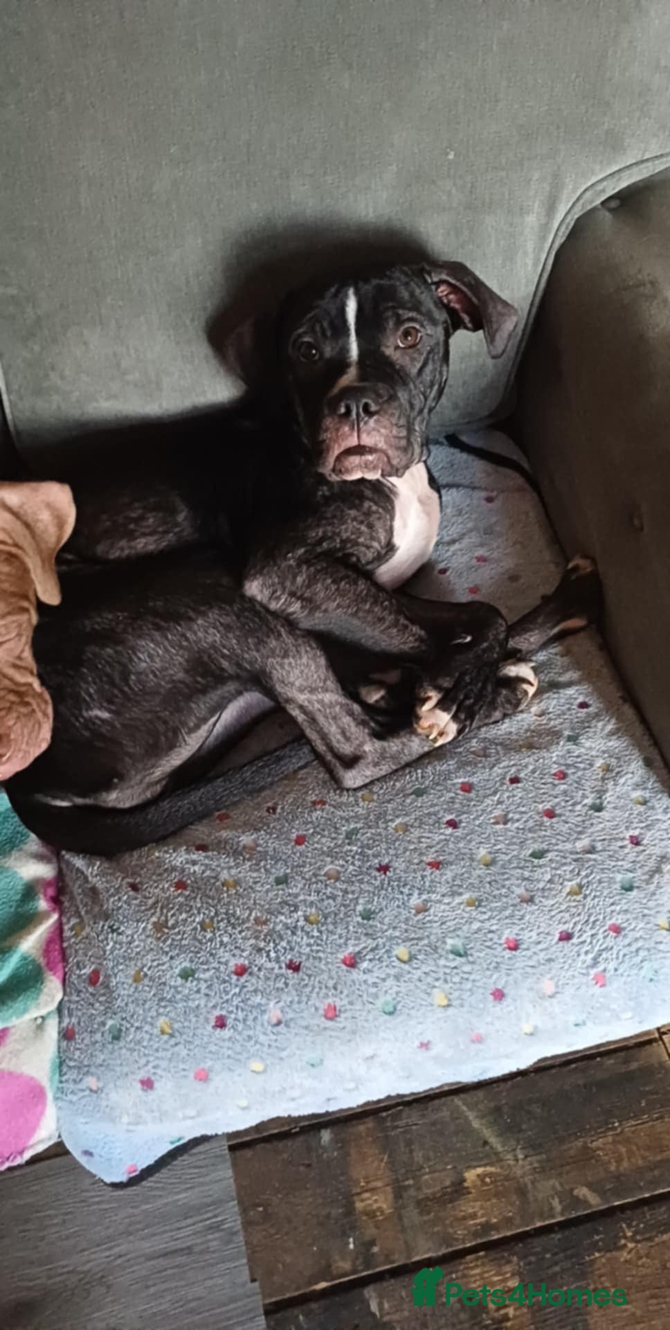 Mixed Breed dogs Cane Corso x Staffordshire Bull Terrier - Advert 1