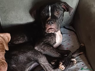 Mixed Breed dogs Cane Corso x Staffordshire Bull Terrier - Advert 2